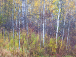 FALLSCAPE -  HALTON COUNTY