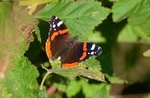 Red Admiral