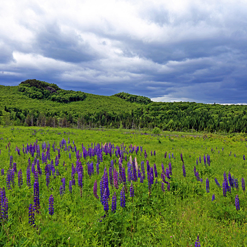 Lupines grow wild near a nature preserve in southern New Brunswick.