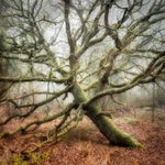 Still Standing