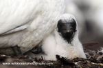 SBG038: Chick in nest