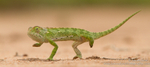 Chameleon march