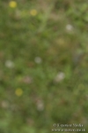 BVR160717-508