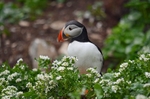 Puffin