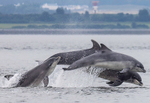 CHANORY DOLPHIN 2026 31