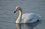 Whooper Swan