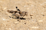 Blue-winged Grasshopper
