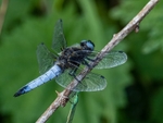 Black-tailed Skimmer