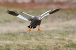 Upland Goose (female) on landing approach, Carcass Island, Falklands