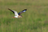 Crowned Lapwing in flight