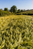 Barley in Golden Sunlight