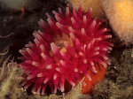 Urticina eques