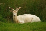 Fallow Deer resting - Bradgate Park