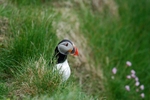 Puffin