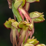 Man Orchid (Orchis anthropophorum synonymous with  Aceras anthrophorum) 