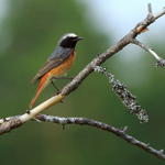 Common Redstart portfolio