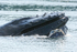 Humpback Whale surfaces after feeding, Johnstone Strait, Canada