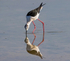 Black Winged Stilt.