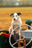 Jack Russell Terrier_0016