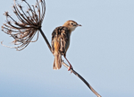 Zitting Cisticola