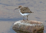 Common Sandpiper