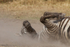 Dusty Zebra 2