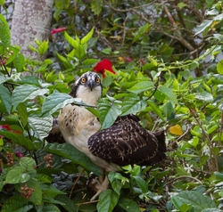 Osprey_0003