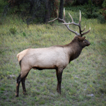 Mr Elk