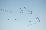 Dark-bellied Brent Geese