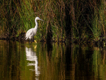 Little Egret