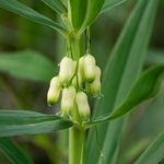 Whorled Solomon's seal (Polygonum verticillatum)