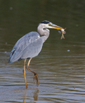 Grey Heron with Perch