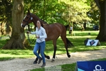 352-TEQUILA_SUNRISE-Pippa_Taylor-WEDTrotUp+DR portfolio