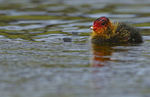 COOTS