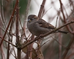 Sparrows portfolio
