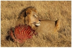 Simba 1