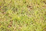 SBM_06080