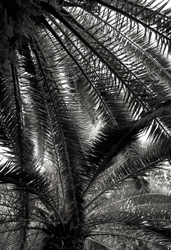 Trees065