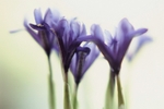 Colchicum