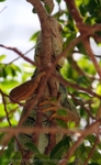 FLR009: Green Iguana