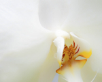 White Orchid