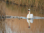 Mute Swan