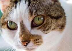 AnimalsCreatures _0089