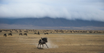 Wildebeest