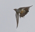Male Cuckoo