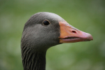 Greylag Goose_ AN 0035