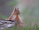 Cairngorms portfolio
