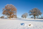 January snow