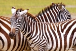 IMG_0595 Nakuru