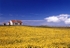 Croft house and field of Rapeseed, Benbecula, Outer Hebrides.